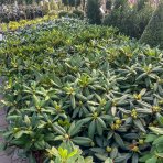 Rododendron hybridný (Rhododendron hybridum) ´ROSEUM ELEGANS´ - výška 30-50 cm, kont. C4L